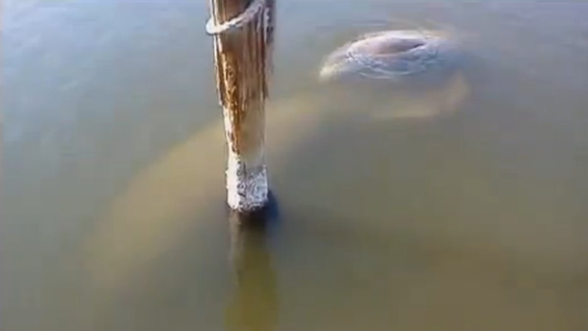 Sjökorna simmar lugnt länge med kustlinjen i Florida.